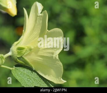 Nahaufnahme des gelben Hibiskus-Profils mit grünem Laub Stockfoto