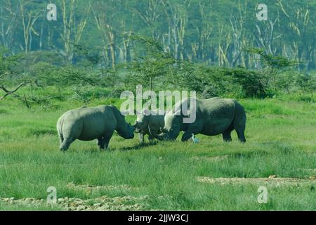 Nashörner im Lake Nakuru National Park von Kenia. Stockfoto