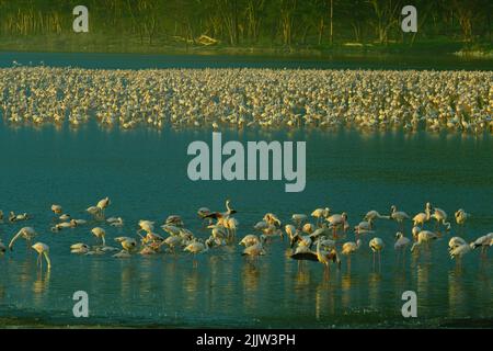 Flamingos im Lake Nakuru in Kenia Stockfoto