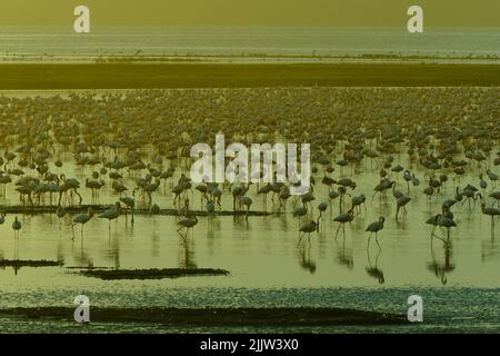 Flamingos im Lake Nakuru in Kenia Stockfoto