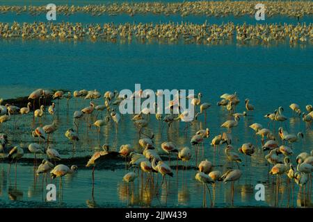 Flamingos im Lake Nakuru in Kenia Stockfoto