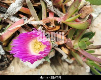 Eine Nahaufnahme einer Carpobrotus chilensis (chilenische Meeresschilde) Blume Stockfoto