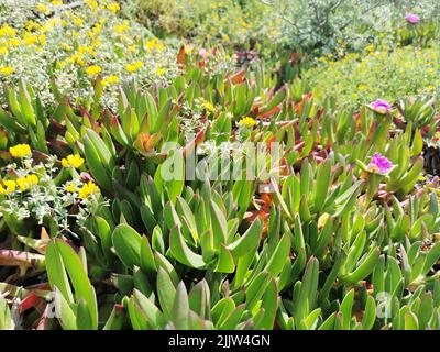 Eine Nahaufnahme von Carpobrotus chilensis (chilenische Meeresschilde) Sukulenten Strauch an einem sonnigen Tag Stockfoto