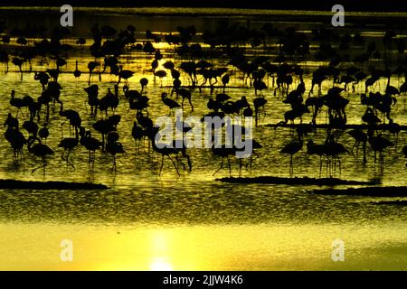 Flamingos im Lake Nakuru in Kenia Stockfoto