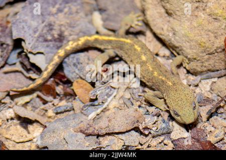 Pyrenäenbach Salamander Pyrenäenmolch, Calotriton asper in der Natur in einem Fluss von Katalonien, Spanien, Europa Stockfoto