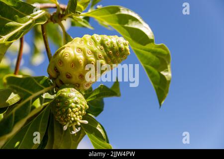 Noni-Baum, Morinda citrifolia. Eine medizinische Frucht mit einzigartigen Eigenschaften. Stockfoto