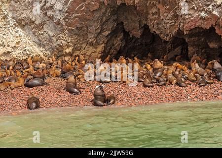 Südamerikanische Seelöwenkolonie auf einer abgelegen Insel auf den Ballestas-Inseln in Peru Stockfoto