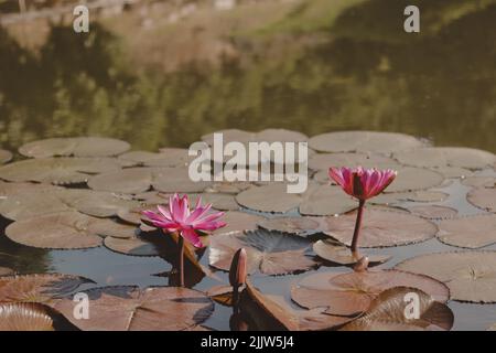 Rosa Lotusblumen zwischen Seerosen im Wasserspiegel Stockfoto