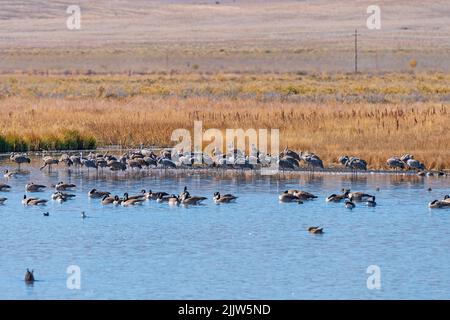 Sandhill Cranes an einem Feuchtgebiet im Monte Vista National Wildlife Refuge in Colorado Stockfoto