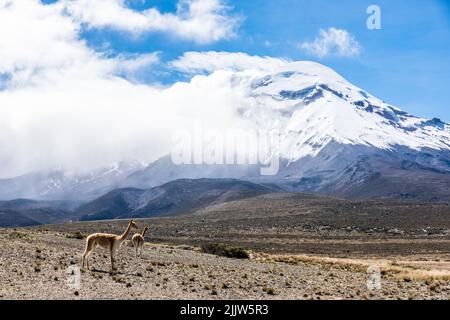 Mount Chimborazo, Ecuador und ein Vicuna vorne Stockfoto