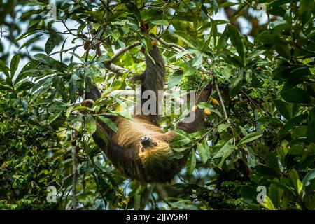 Faultier in einem Baum, Cuyabeno National Par, Ecuador Stockfoto