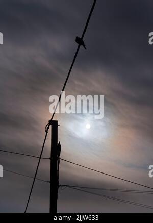 Radley Village, Oxfordshire, Großbritannien. Es gibt nichts Prosaischeres als Tauben, die auf Telefonkabeln sitzen. Doch angesichts der richtigen Beleuchtung oder des dramatischen Himmels Stockfoto