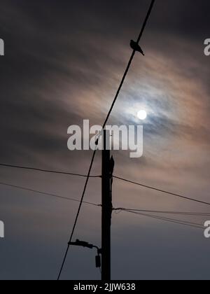 Radley Village, Oxfordshire, Großbritannien. Es gibt nichts Prosaischeres als Tauben, die auf Telefonkabeln sitzen. Doch angesichts der richtigen Beleuchtung oder des dramatischen Himmels Stockfoto