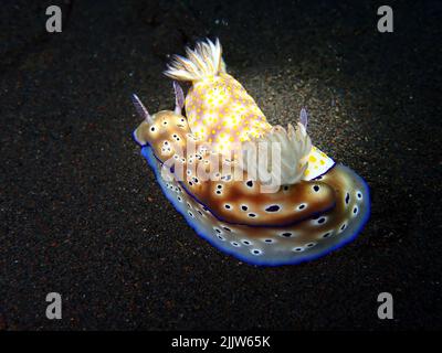 A Hypselodoris tryoni & Hypselodoris pulchella. Nacktschnecken haben Stichzellen, die einer Qualle ähneln, also werden sie gestochen, wenn Tiere versuchen, sie zu fressen. Stockfoto