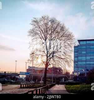 Eine schöne Aufnahme eines blattlosen Baumes in einem Stadtpark mit dem goldenen Sonnenuntergang im Hintergrund Stockfoto