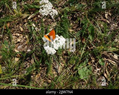 Orangenschmetterling, knappes Kupfer, (Lycaena virgaureae), der auf einer Schafgarbe-Blütenpflanze ruht. Stockfoto