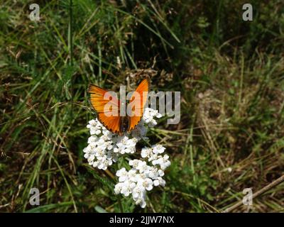 Orangenschmetterling, knappes Kupfer, (Lycaena virgaureae), der auf einer Schafgarbe-Blütenpflanze ruht. Stockfoto