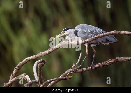 Grauer Reiher auf Ast ein Grinsen auf der Jagd nach Fischen Stockfoto