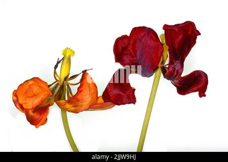 Getrocknete Tulpe Blume auf weißem Hintergrund. Verwelkte Blume. Stockfoto