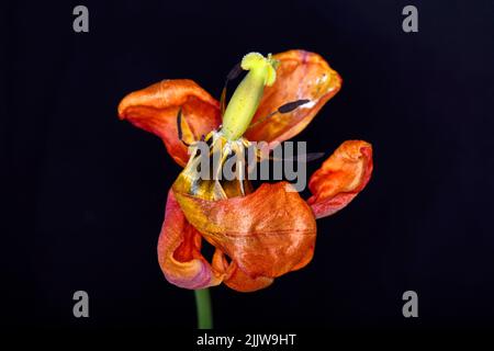 Getrocknete Tulpenblüte auf schwarzem Hintergrund. Verwelkte Blume. Stockfoto