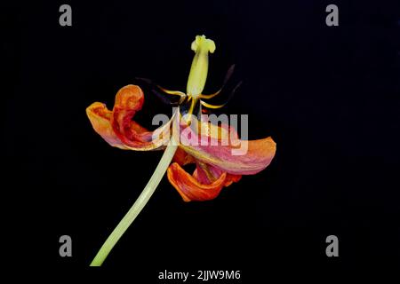 Getrocknete Tulpenblüte auf schwarzem Hintergrund. Verwelkte Blume. Stockfoto