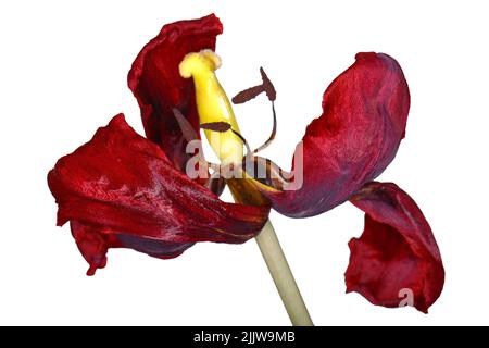 Getrocknete Tulpe Blume auf weißem Hintergrund. Verwelkte Blume. Stockfoto