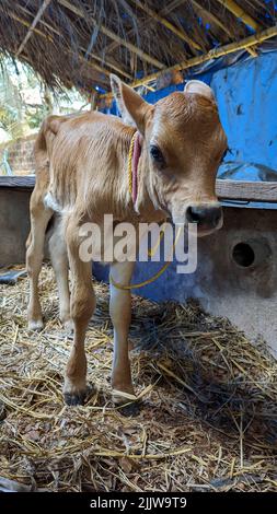 Ein braunes neugeborenes Kalb, das im Schuppen einer Rinderfarm steht Stockfoto