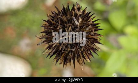 Getrockneter Stachelkernkopf einer Distelblüte im Garten in der Trockenzeit Stockfoto