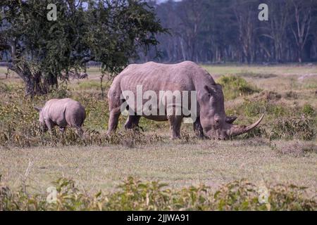 Nashörner im Lake Nakuru National Park von Kenia. Stockfoto