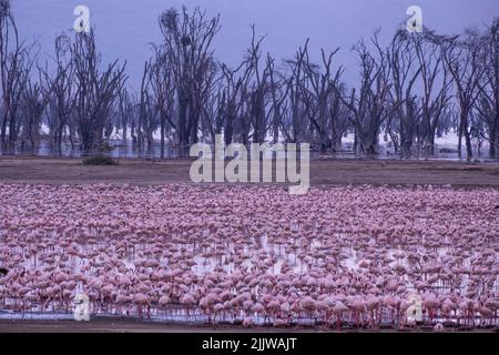 Flamingos im Lake Nakuru National Park von Kenia Stockfoto