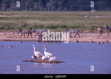 Zebra in Masai Mara Wildreservat von Kenia Stockfoto