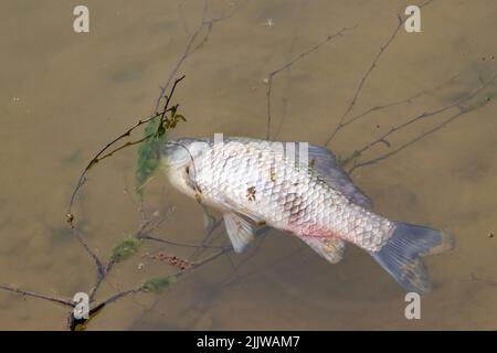 Ein toter Fisch schwebte im dunklen, schmutzigen Wasser Stockfoto