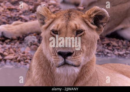 Löwen im Masai Mara Wildreservat von Kenia Stockfoto