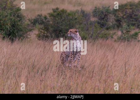 Cheetah im Masai mara Wildreservat von Kenia Stockfoto