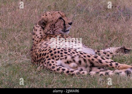 Cheetah im Masai mara Wildreservat von Kenia Stockfoto