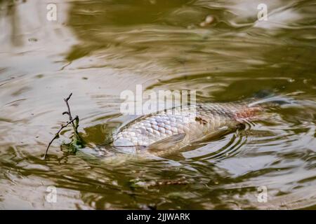 Ein toter Fisch schwebte im dunklen, schmutzigen Wasser Stockfoto