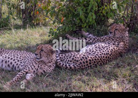 Cheetah im Masai mara Wildreservat von Kenia Stockfoto