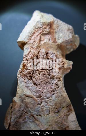 Chemnitz, Deutschland. 28.. Juli 2022. Der Originalfund einer 291 Millionen Jahre alten Amphibie aus dem versteinerten Wald von Chemnitz ist im Naturkundemuseum der Stadt zu sehen. Die neu entdeckte Art ist eine Dachschädel-Amphibie mit stämrigen Hinterbeinen und einer großen Schädelplatte. Die anatomischen Merkmale des Insektenfressenden Amphibiens unterscheiden sich von allen bisher bekannten vergleichbaren Formen. Das Fossil wurde bei Ausgrabungen zwischen 2008 und 2011 in Chemnitz entdeckt. Der Petrified Forest von Chemnitz ist ein wichtiger paläobotanischer Fossilienstandort. Quelle: Jan Woitas/dpa/ZB/dpa/Alamy Live News Stockfoto