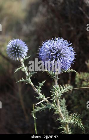 Blüten von Echinops ritro, der Südglobus distl. Eine blühende Pflanze aus der Familie der Asteraceae Stockfoto