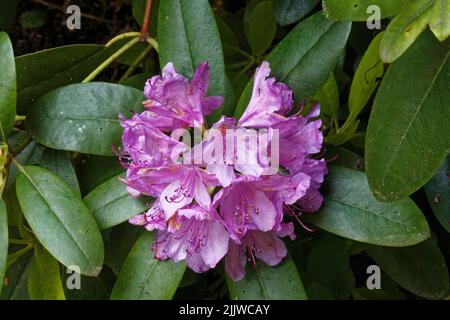 Farben von glücklichen Azaleen Busch in voller Blüte im Hochsommer Stockfoto