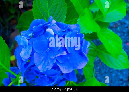 Die blaue Hydrangea macrophylla, die auch als große Blatthortensie bezeichnet wird, ist aufgrund ihrer großen Moppkopfblüten eine der beliebtesten Landschaftssträucher. Stockfoto