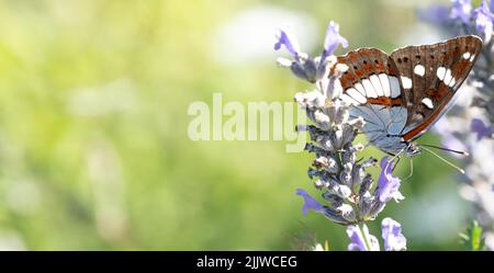 Weißer Admiralschmetterling (limenitis arthemis), der auf Lavendel aus nächster Nähe liegt, selektiver Fokus. Stockfoto