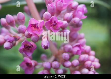 Medinilla Magnifica oder Philippine Orchid gehört zur Familie der Melastomataceae. Heimisch auf den Philippinen Stockfoto