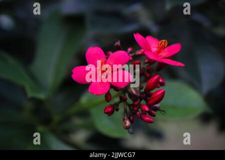 (Englisch: Peregrina, Spicy Jatropha, wissenschaftlicher Name: Jatropha integerrima) ist eine Pflanze in der Familie. Die euporbiaceae ist ein Strauch, ziemlich groß und spärlich Stockfoto
