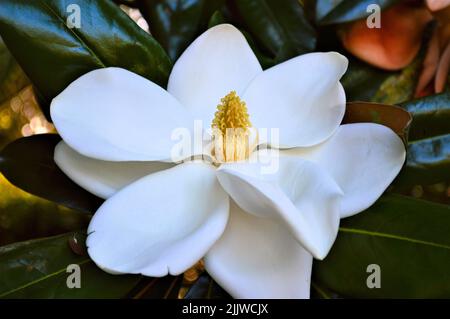 Eine Nahaufnahme einer weißen südlichen Magnolie (Bullenbucht), die in grünen Blättern wächst Stockfoto