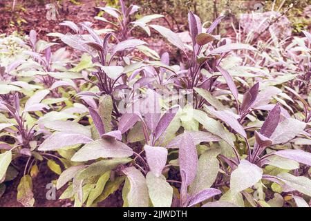 Salbeiblätter wachsen im Gemüsegarten. Gewürze für den weiteren Gebrauch anbauen. Kultiviertes organisches Kraut. Stockfoto