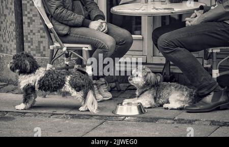 Eine Graustufenaufnahme von zwei Hunden, die in einem Café in der Nähe eines Paares auf dem Boden sitzen Stockfoto