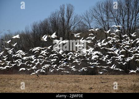 Schneegänse auf einem Feld im Frühjahr, Montmagny, Quebec, Kanada Stockfoto