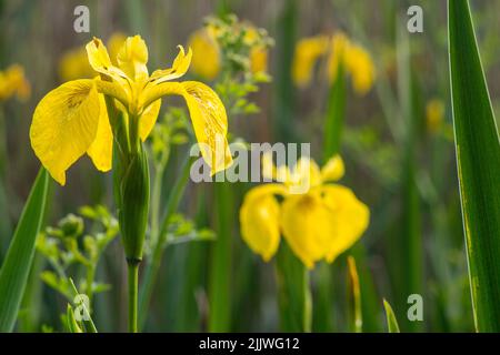 Yellow Flag Iris, (Iris pseudacorus) wächst wild an einem Teich am Southampton Common, Hampshire, England Stockfoto