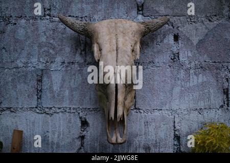 Kopf Cowor Büffelschädel mit Hörnern auf weißem Backstein Hintergrund Stockfoto